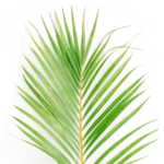Parish Office Hours and Blessed Palms